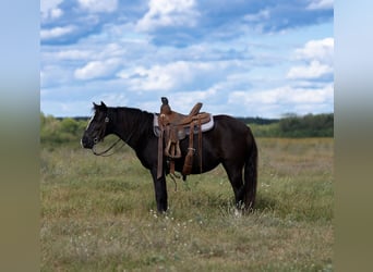 Weitere Ponys/Kleinpferde, Stute, 12 Jahre, 122 cm, Rappe