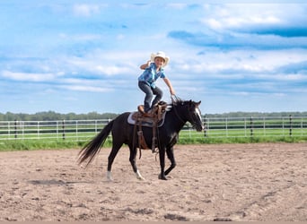 Weitere Ponys/Kleinpferde, Stute, 12 Jahre, 122 cm, Rappe