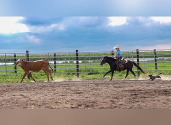 Weitere Ponys/Kleinpferde, Stute, 12 Jahre, 122 cm, Rappe