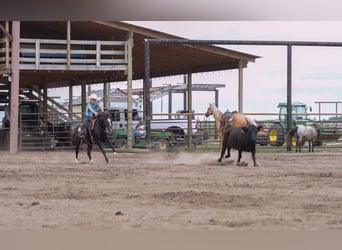 Weitere Ponys/Kleinpferde, Stute, 12 Jahre, 122 cm, Rappe