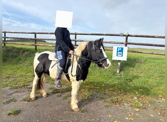 Weitere Ponys/Kleinpferde, Stute, 12 Jahre, 125 cm, Schecke