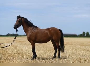 Weitere Ponys/Kleinpferde, Stute, 12 Jahre, 127 cm, Brauner