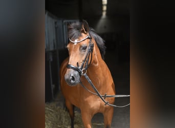 Weitere Ponys/Kleinpferde, Stute, 12 Jahre, 127 cm, Brauner