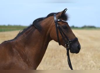 Weitere Ponys/Kleinpferde, Stute, 12 Jahre, 127 cm, Brauner