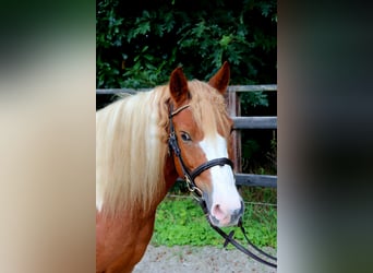 Weitere Ponys/Kleinpferde, Stute, 12 Jahre, 130 cm, Schecke