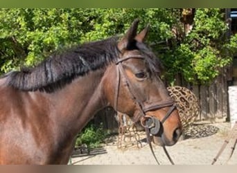 Weitere Ponys/Kleinpferde, Stute, 12 Jahre, 135 cm, Brauner