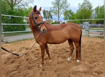 Weitere Ponys/Kleinpferde, Stute, 12 Jahre, 138 cm, Fuchs
