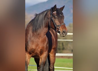 Weitere Ponys/Kleinpferde, Stute, 12 Jahre, 141 cm, Brauner