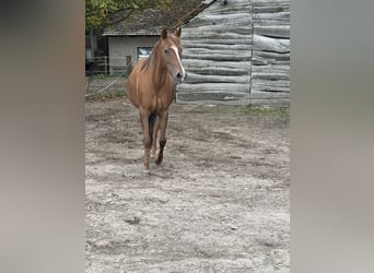 Weitere Ponys/Kleinpferde, Stute, 12 Jahre, 142 cm, Fuchs