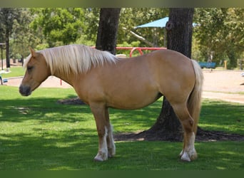 Weitere Ponys/Kleinpferde, Stute, 12 Jahre, 142 cm