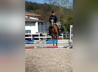 Weitere Ponys/Kleinpferde, Stute, 12 Jahre, 143 cm, Brauner