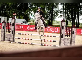 Weitere Ponys/Kleinpferde Mix, Stute, 12 Jahre, 145 cm, Schimmel