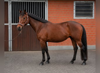 Weitere Ponys/Kleinpferde Mix, Stute, 12 Jahre, 148 cm, Brauner