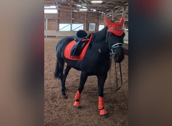 Weitere Ponys/Kleinpferde, Stute, 12 Jahre, 148 cm, Rappe