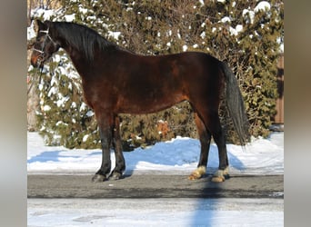 Weitere Ponys/Kleinpferde, Stute, 12 Jahre, 152 cm, Brauner