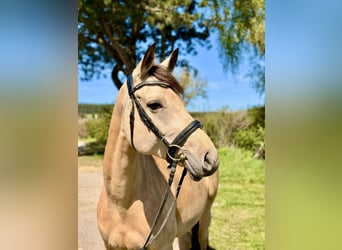 Weitere Ponys/Kleinpferde, Stute, 12 Jahre, 158 cm, Buckskin