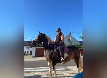 Weitere Ponys/Kleinpferde Mix, Stute, 12 Jahre, 158 cm, Schecke