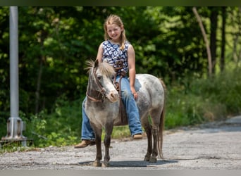 Weitere Ponys/Kleinpferde, Stute, 12 Jahre, 89 cm