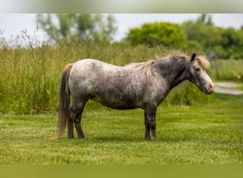 Weitere Ponys/Kleinpferde, Stute, 12 Jahre, 89 cm