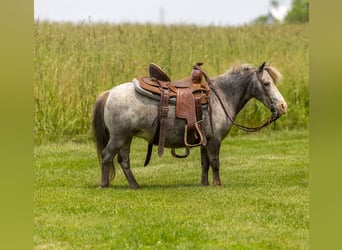 Weitere Ponys/Kleinpferde, Stute, 12 Jahre, 89 cm
