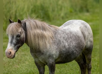 Weitere Ponys/Kleinpferde, Stute, 12 Jahre, 89 cm