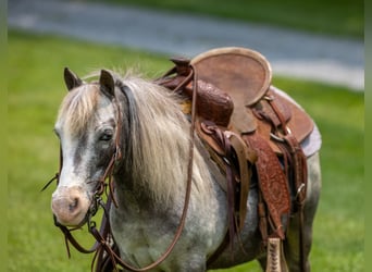 Weitere Ponys/Kleinpferde, Stute, 12 Jahre, 89 cm