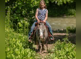 Weitere Ponys/Kleinpferde, Stute, 12 Jahre, 89 cm