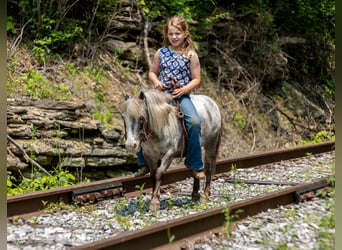 Weitere Ponys/Kleinpferde, Stute, 12 Jahre, 89 cm