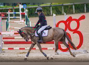 Weitere Ponys/Kleinpferde, Stute, 12 Jahre, Dunkelbrauner