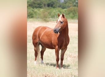 Weitere Ponys/Kleinpferde, Stute, 12 Jahre, Rotfuchs
