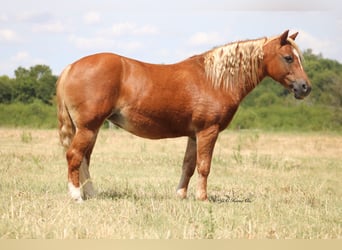 Weitere Ponys/Kleinpferde, Stute, 12 Jahre, Rotfuchs