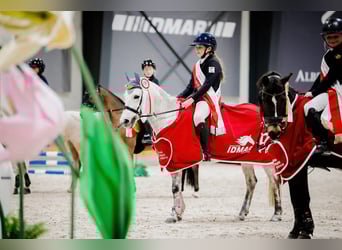Weitere Ponys/Kleinpferde, Stute, 13 Jahre, 121 cm, Apfelschimmel