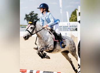 Weitere Ponys/Kleinpferde, Stute, 13 Jahre, 121 cm, Apfelschimmel