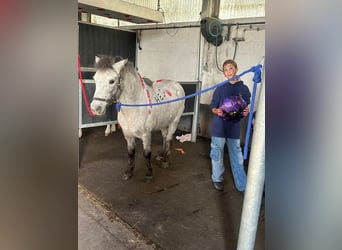 Weitere Ponys/Kleinpferde, Stute, 13 Jahre, 126 cm, Tigerschecke