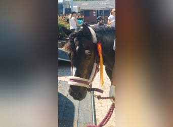 Weitere Ponys/Kleinpferde, Stute, 13 Jahre, 130 cm, Dunkelbrauner