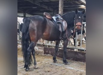 Weitere Ponys/Kleinpferde Mix, Stute, 13 Jahre, 135 cm
