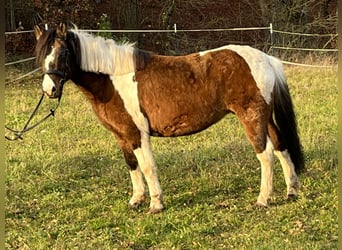 Weitere Ponys/Kleinpferde, Stute, 13 Jahre, 135 cm, Schecke