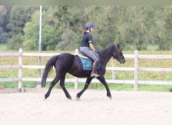 Weitere Ponys/Kleinpferde, Stute, 13 Jahre, 143 cm, Rappe