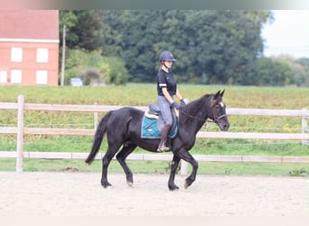 Weitere Ponys/Kleinpferde, Stute, 13 Jahre, 143 cm, Rappe