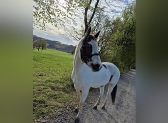 Weitere Ponys/Kleinpferde Mix, Stute, 13 Jahre, 148 cm, Schecke