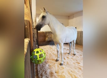 Weitere Ponys/Kleinpferde, Stute, 13 Jahre, 148 cm, Schimmel