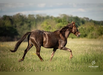 Weitere Ponys/Kleinpferde, Stute, 13 Jahre, 150 cm