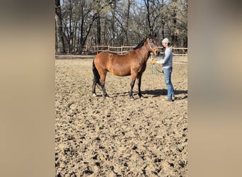 Weitere Ponys/Kleinpferde, Stute, 13 Jahre, 152 cm, Brauner