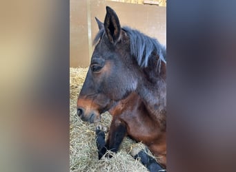 Weitere Ponys/Kleinpferde Mix, Stute, 13 Jahre, 153 cm, Brauner