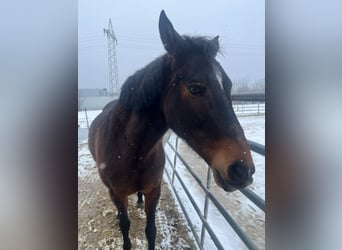 Weitere Ponys/Kleinpferde Mix, Stute, 13 Jahre, 153 cm, Brauner
