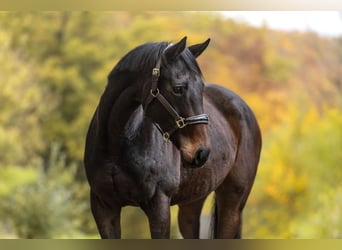 Weitere Ponys/Kleinpferde, Stute, 13 Jahre, 156 cm, Brauner