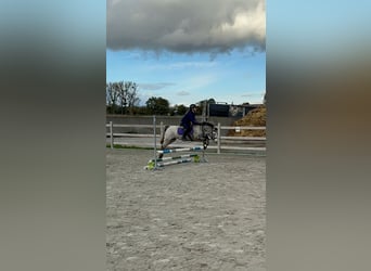 Weitere Ponys/Kleinpferde, Stute, 14 Jahre, 126 cm, Tigerschecke