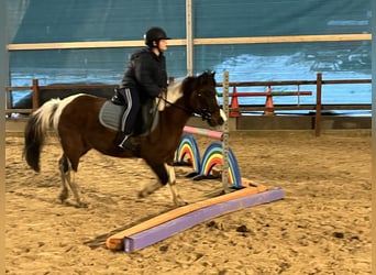 Weitere Ponys/Kleinpferde, Stute, 14 Jahre, 128 cm, Schecke