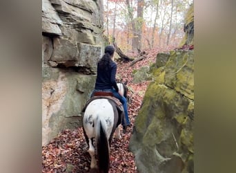 Weitere Ponys/Kleinpferde, Stute, 14 Jahre, 130 cm, Schecke