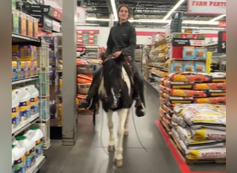 Weitere Ponys/Kleinpferde, Stute, 14 Jahre, 130 cm, Schecke